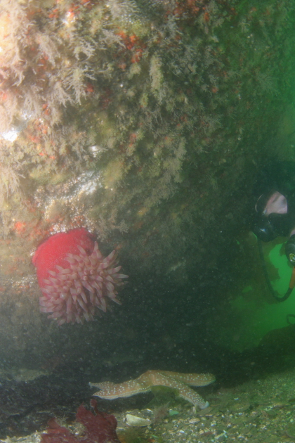 ANEMONE UNDER BOW